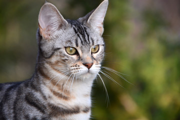 my beautiful Bengal cat