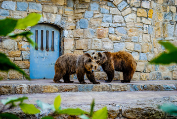 Brown Bears at the Lisbon Zoo - obrazy, fototapety, plakaty