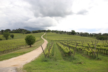 Fototapeta na wymiar Italian vineyard and landscape with road Scenic Landscape Arnaldo Caprai Winery Montefalco, Italy