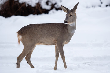 Wild roe deer in the snow. Capreolus capreolus.