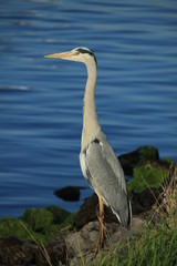 A big grey heron