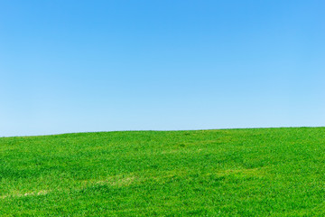 Fototapeta na wymiar Pasturage with green juicy grass on blue sky background.