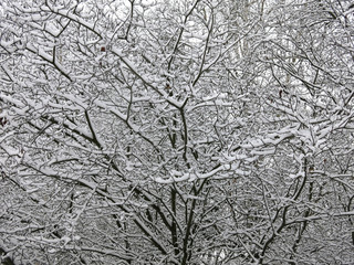 snow-covered trees in winter