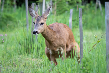 Naklejka na ściany i meble Roe deer pee in grass, Capreolus capreolus. Wild roe deer in nature.