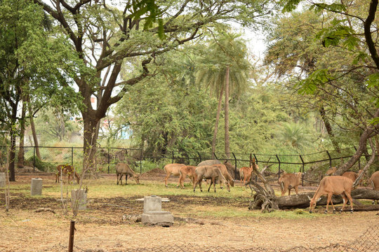 feeding Deer group in Jungle/zoo park