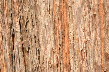 Natural Tree Bark Peeled Texture Background Image