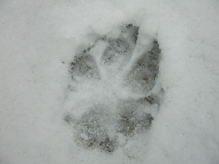 dog tracks in the wet snow