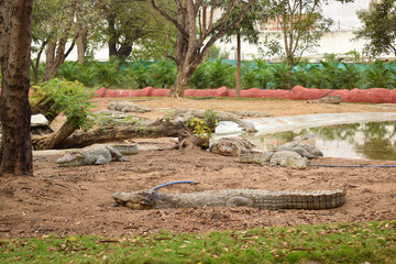 Obraz premium Crocodiles gathered for feeding, they are waiting for food. Crocodiles in the pond and go on land. Crocodile farm. Cultivation of crocodiles. Crocodile sharp teeth.
