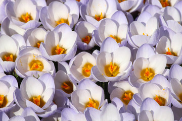 Fototapeta premium Krokusse