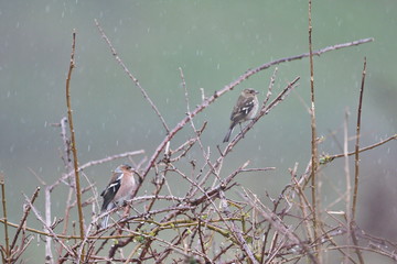 Larrabetzu, Bizkaia/Spain; Feb. 09, 2020. Rainny day in the field. Common chaffinch (Fringilla coelebs) in dry brambles after winter.