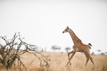 Young giraffe walking on the field © Ozkan Ozmen/Wirestock