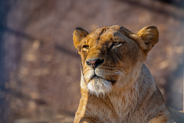 The lion (Panthera leo) is a species in the family Felidae