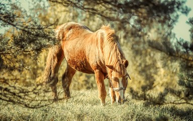 Horse in the summer on a pasture.