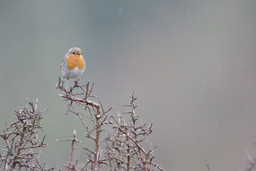 Larrabetzu, Bizkaia/Spain; Feb. 09, 2020. Rainny day in the field. European robin (Erithacus...