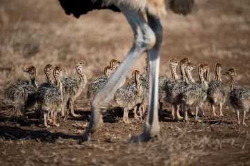 Tuinposter Beautiful shot of a mother ostrich with her babies © Ozkan Ozmen/Wirestock