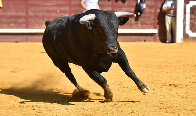 toro bravo español con grandes cuernos