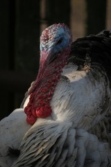 portrait of turkey
