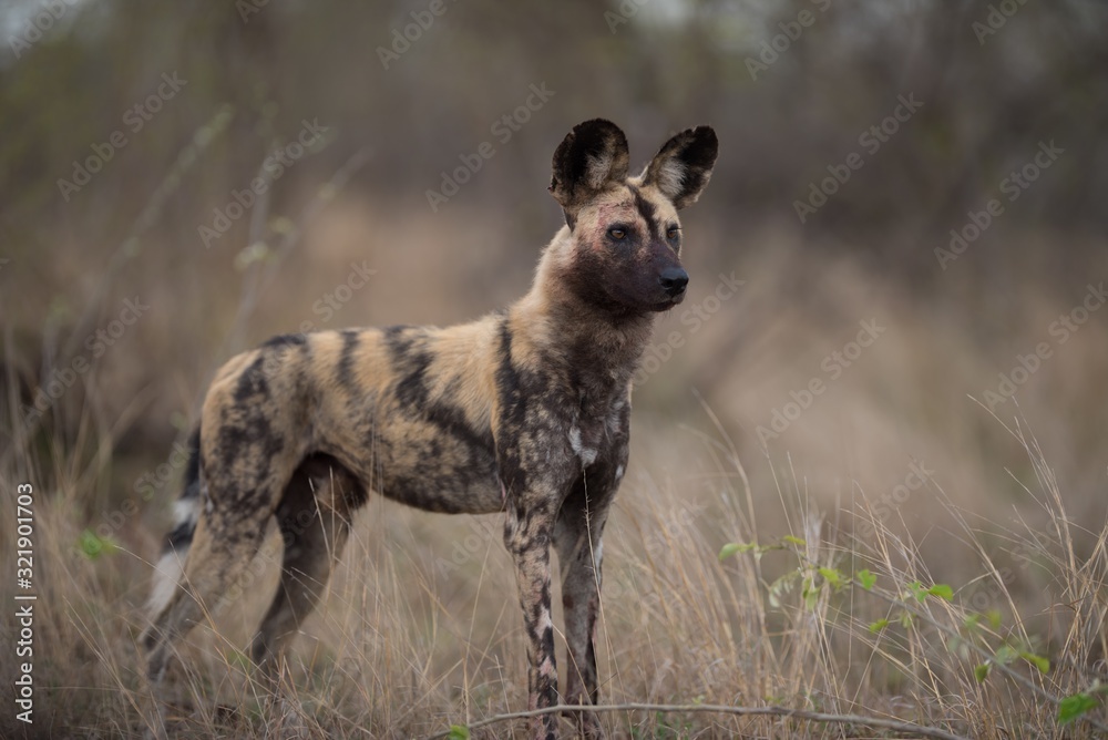 Sticker african wild dog standing on the bush field ready to hunt