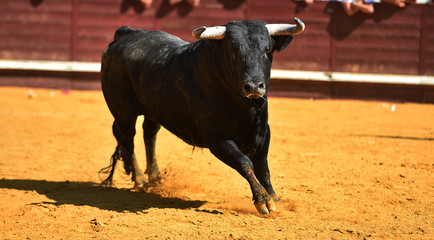 toro espa&ntilde;ol en una plaza de toros