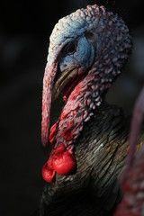 close-up gobbler 