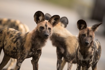 Closeup shot of a group of african wild dogs with a blurred background