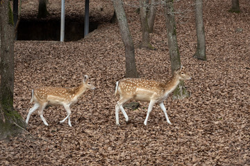 Gazelle and cub. Mother and baby.
