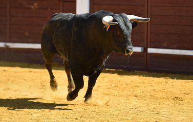 toro español en una plaza de toros