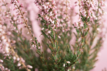 Beautiful pink heather flowers background for wedding or love greetings