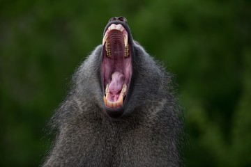 Closeup shot of a yawning baboon monkey with a blurred background - Powered by Adobe