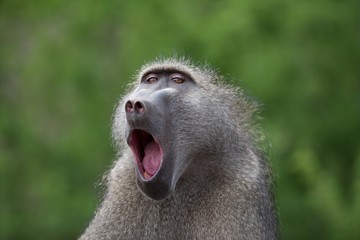 Closeup shot of a yawning baboon monkey with a blurred background © Ozkan Ozmen/Wirestock