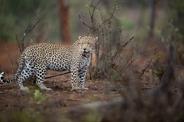 Beautiful shot of an african leopard with a blurred background