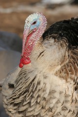 portrait of turkey