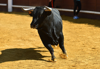 toro bravo español con grandes cuernos