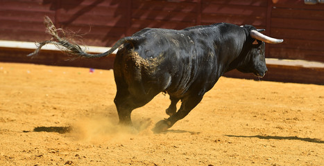 toro español con grandes cuernos
