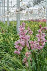 Growing pink orchids in a huge greenhouse