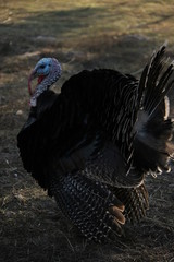  male turkey on grass outdoors black feathers 