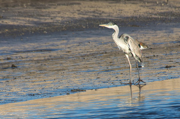 Cocoi Ardea perched on the sand , in the beach    
