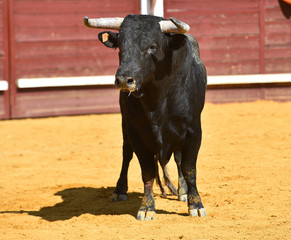 toro bravo español con grandes cuernos