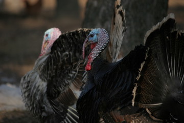 two male turkey outdoors black and white