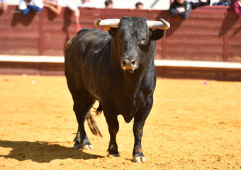 toro bravo español con grandes cuernos