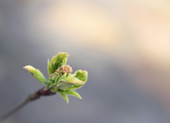 young rowan shoot with leaves and buds