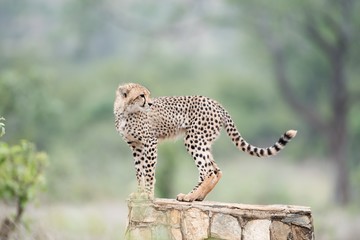 Beautiful shot of a young cheetah standing on a concrete surface with a blurred background © Ozkan Ozmen/Wirestock