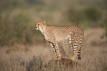 Beautiful shot of a cheetah standing on the rock looking for a prey © Ozkan Ozmen/Wirestock