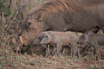 Warthog looking for food together with her piglets © Ozkan Ozmen/Wirestock
