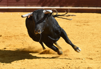 toro bravo español con grandes cuernos