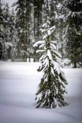 Lone pine tree in a winter snow covered forest in Idaho