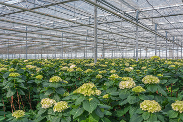 Growing hydrangeas in a huge greenhouse