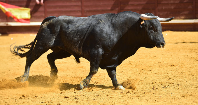 toro espa&ntilde;ol en una plaza de toros