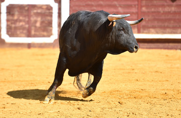 toro español con grandes cuernos