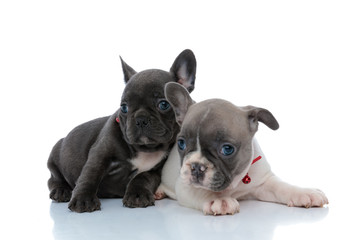 Two calm French bulldog puppies looking away and relaxing